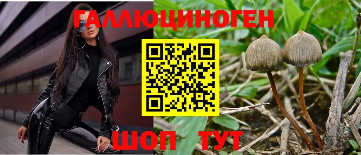 Псилоцибиновые грибы Psilocybine cubensis Петропавловск-Камчатский